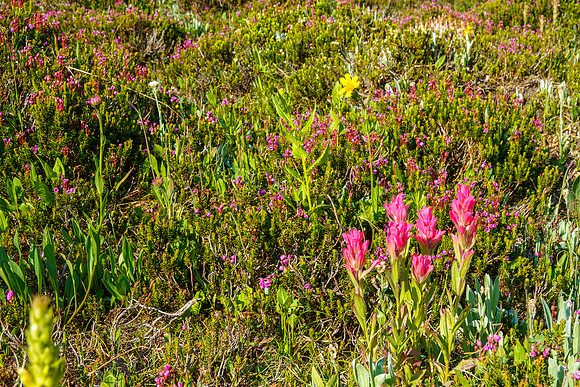Pink paintbrushes.