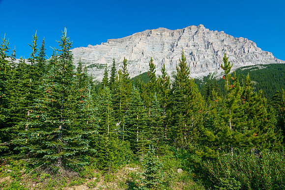 Bushwhacking towards the west avalanche gully.