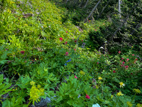 Flowers.