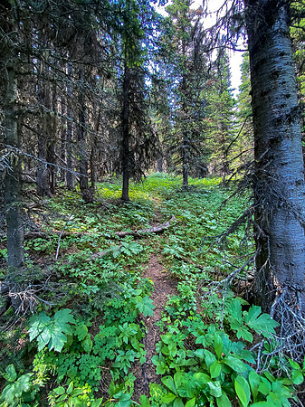 An animal trail just south of the avalanche choke in open forest.
