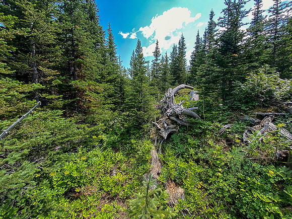 Traversing an old cutblock back to the approach road / trail.