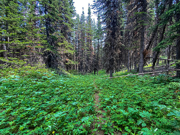 An animal trail just south of the avalanche choke in open forest.