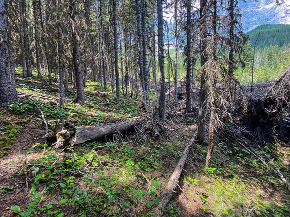 Looking back along the trail (L) that avoids the worst avalanche debris (R).