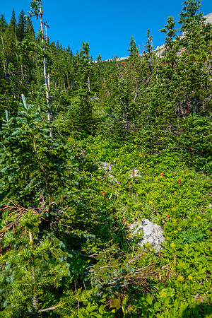 The lower east avalanche gully.