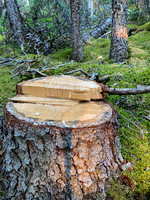 French trail maintenance along North Burnt Timber Creek.