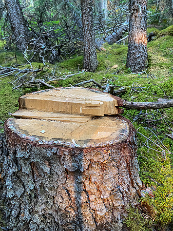 French trail maintenance along North Burnt Timber Creek.