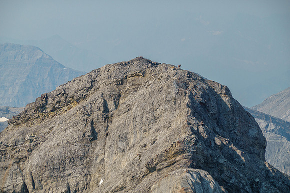 Two goats on the south summit.