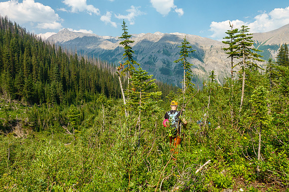 Bushwhacking back to Turbulent Creek.
