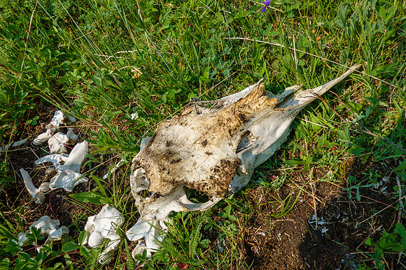 Bones along Turbulent Creek.