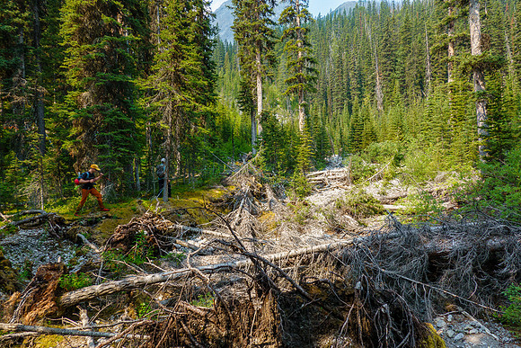 Bushwhacking up the Cone Mountain drainage.