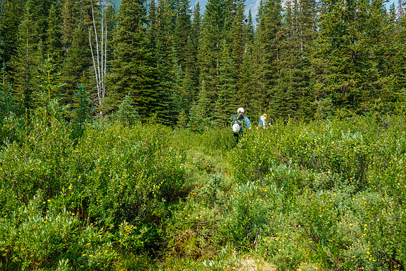 Hiking up Turbulent Creek. on intermittent trails.