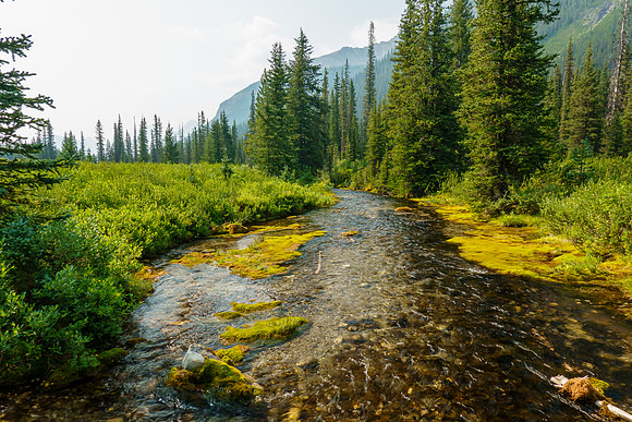 Hiking up Turbulent Creek. on intermittent trails.