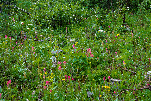 Flowers on an avalanche slope.
