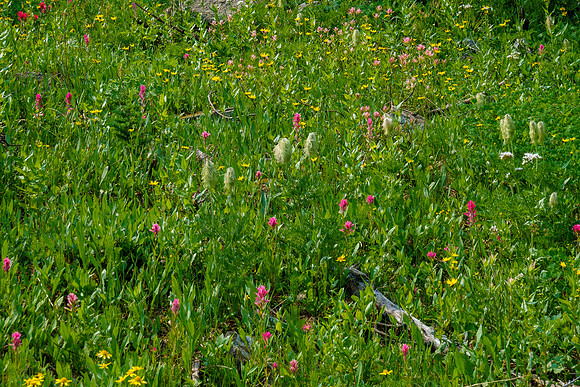 Flowers on an avalanche slope.