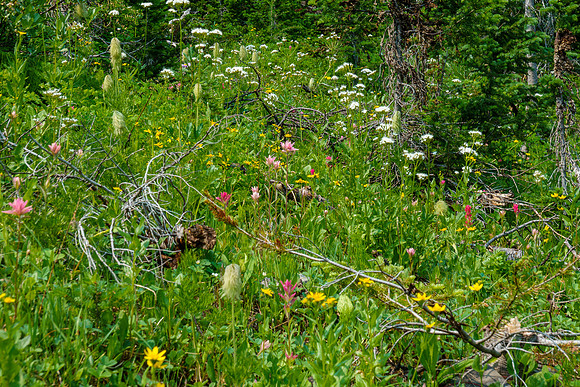 Flowers on an avalanche slope.