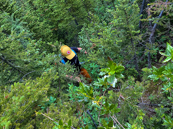 Bushwhacking up the Cone Mountain drainage.