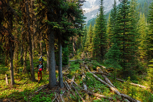 Bushwhacking up the Cone Mountain drainage.