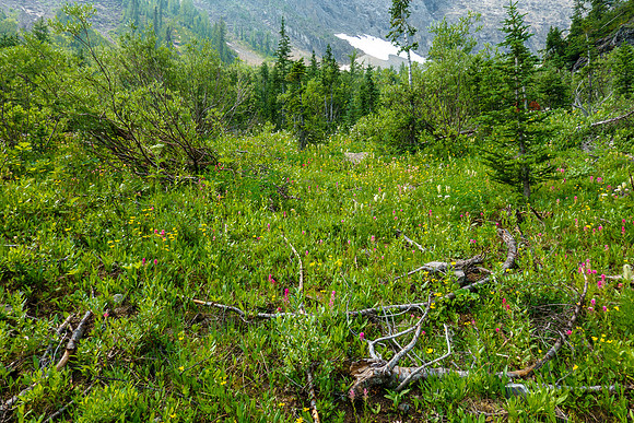 Flowers on an avalanche slope.