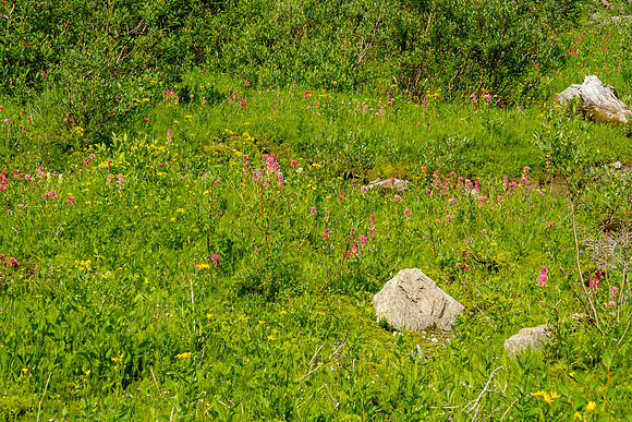 Flowers.