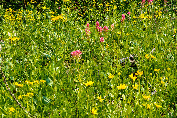 Flowers.