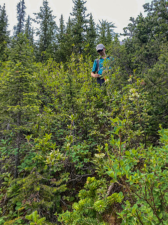 Bushwhacking up the Cone Mountain drainage.