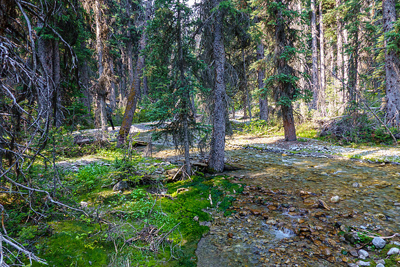 The creek draining Cone Mountain.