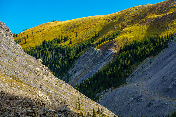 Alpine meadows.