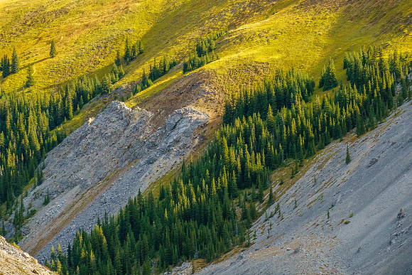 Alpine meadows.
