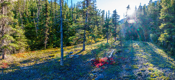A random campsite along Sheep Creek.