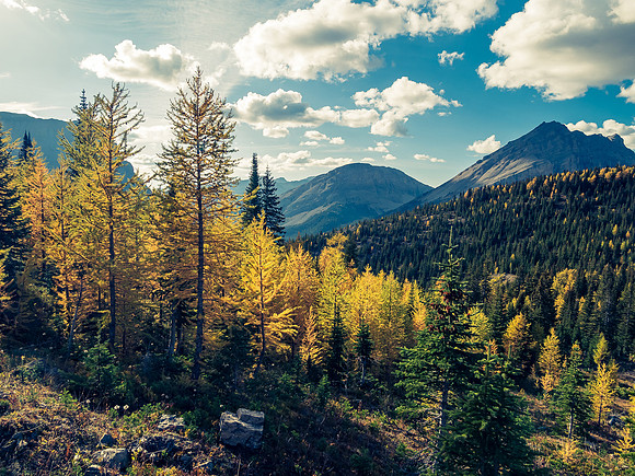 Larches.