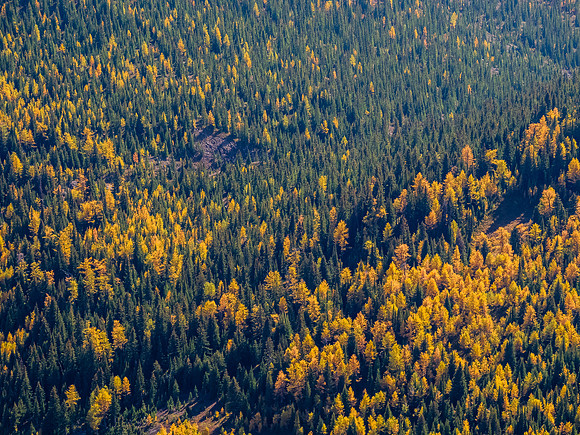 Larches.