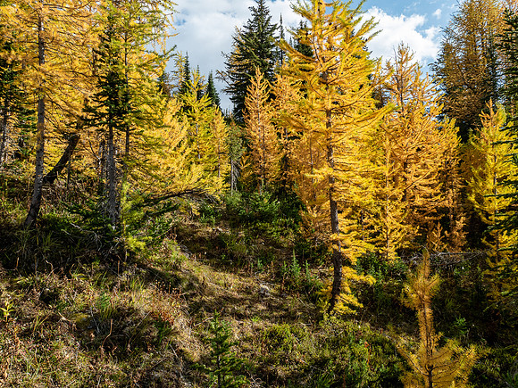 Larches.