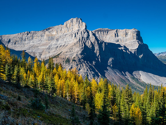 Larches under Gibraltar and Cascade Rock.
