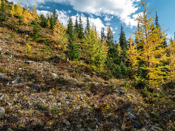 Larches.