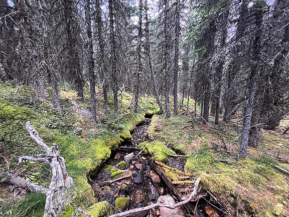 Returning through forest to Bryant Creek.