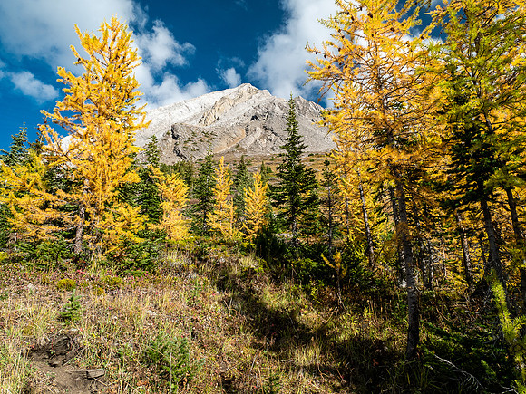 Larches.