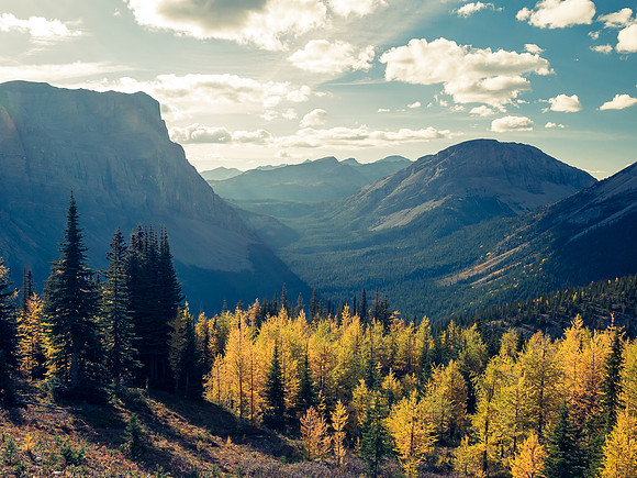 Larches.