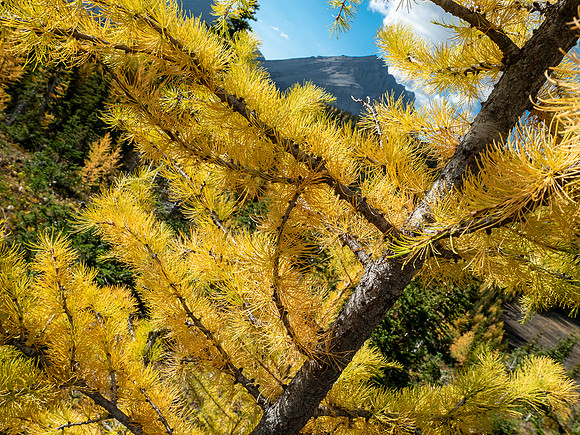 Larches.