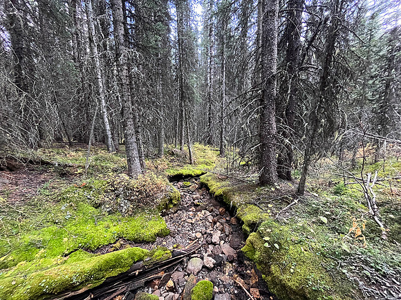 Returning through forest to Bryant Creek.