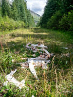 Elk skeleton along the old Cascade fire road.