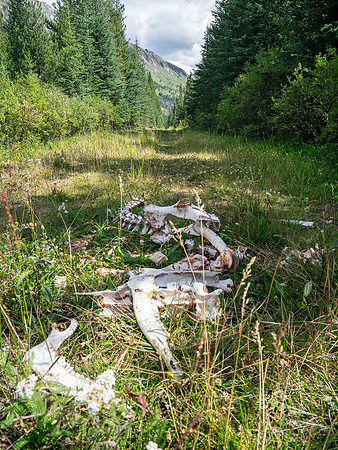 Elk skeleton along the old Cascade fire road.
