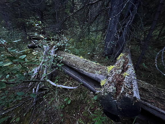 A cool morning hike up the North Fork Pass Trail.