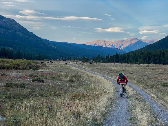 Biking back along the wide Cataract Creek trail. Note the cows and mount Burke.