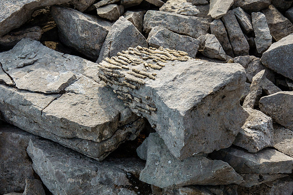 Interesting fossils on descent.