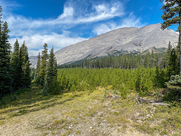 Mount Etherington with the continuation of the cutline trail at left.
