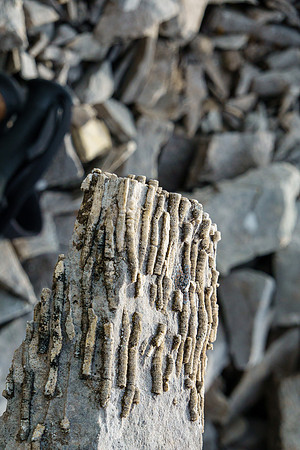 Interesting fossils on descent.