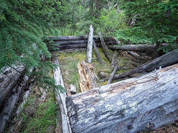 Hiking the north Wilcox Pass Trail from Tangle Falls.