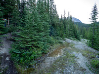 Hiking the north Wilcox Pass Trail from Tangle Falls.