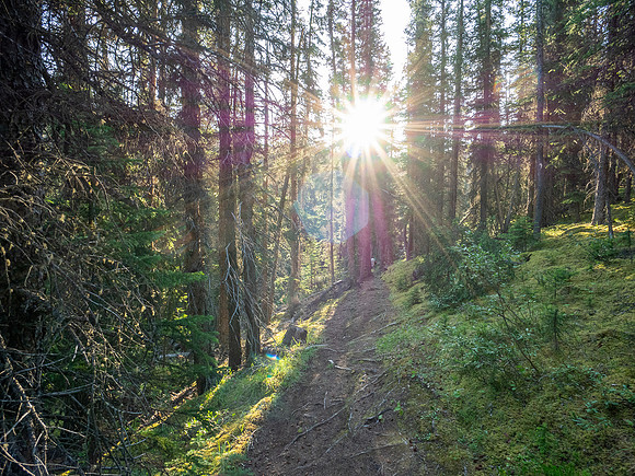 Hiking the north Wilcox Pass Trail from Tangle Falls.