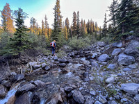 Hiking the north Wilcox Pass Trail from Tangle Falls.